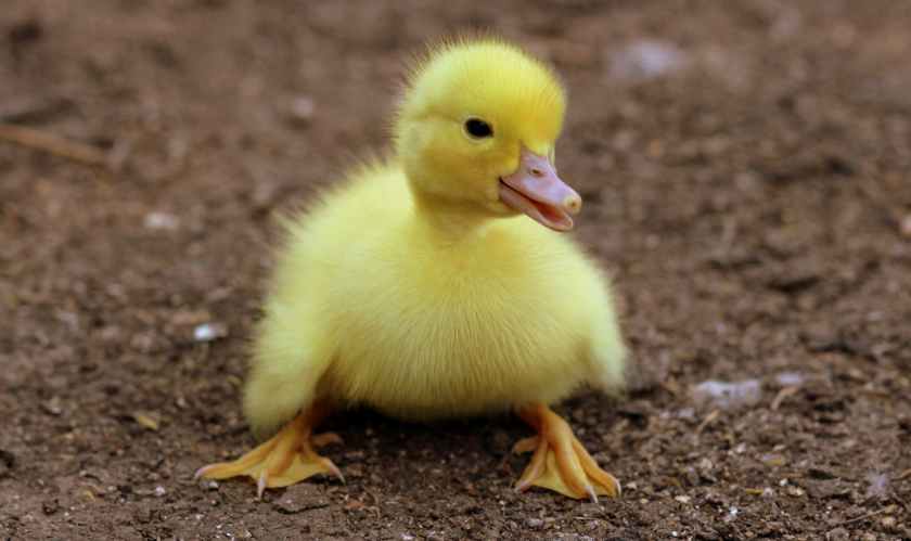 duckling on black soil during daytime
